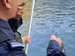 “已经撑死好几条了！”趵突泉保安吹哨劝阻喂鱼：不要屠杀生灵