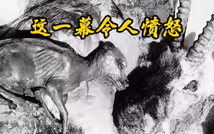 母藏羚羊被盗猎者剥皮 身旁的小羚羊还在找奶吃……