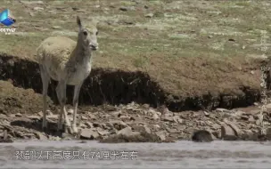 藏羚羊妈妈为保护孩子出生徒步400公里
