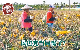 大陆暂停进口台湾菠萝，民进党当局这次是真慌了！