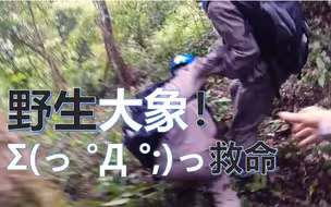 野象 马蜂 雨林 雪山，在云南供电咋就这么难？！