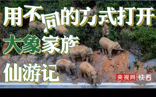 画风清奇，不同频道（伪）都是如何报道这次亚洲象家族北上的