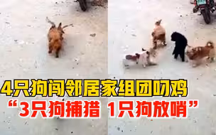 4只狗闯邻居院子组团叼走1只鸡，鸡主人：3只捕猎，1只放哨