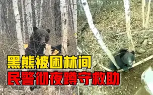黑熊被困林间民警彻夜蹲守救助，40分钟成功助黑熊回归栖息环境