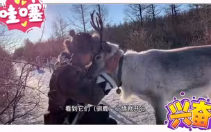 大山深处的驯鹿青年