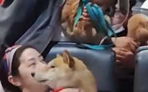主人带狗狗电影院看《忠犬八公》，一人一犬，场面壮观。“它们看完集体教育片要写观后感吗”