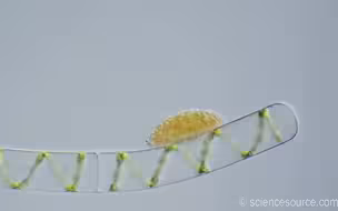 阿米巴虫吃海藻