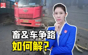 三农锐评丨羊群上路被车撞飞，畜  车争路如何解？
