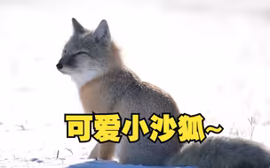 小沙狐雪地觅食有多萌
