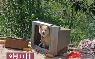 都市报道【“出镜率”最高的狗子】