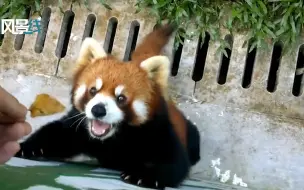 快给它！见到喜欢的小树叶 小熊猫高兴地转圈圈！