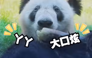 正面照来啦！ “丫丫”阳光下大口炫新鲜竹子