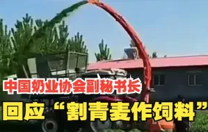 中国奶业协会副秘书长回应“割青麦作饲料”