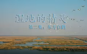 湿地的精灵｜第二集：东方白鹳