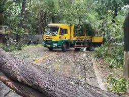 网曝一棵路边的行道树被大风刮倒，挪开倾倒马路行道树收费3000元？广东广州园林绿化处回应