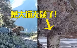 在金钱豹面前 雪豹果然只是个弟弟