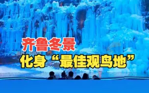 畅游齐鲁 乐享冬趣！看山东的“诗意冬景”化身“最佳观鸟地”！