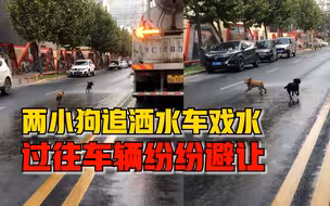 两小狗追洒水车戏水车辆纷纷避让，路人：感觉大家都很有爱