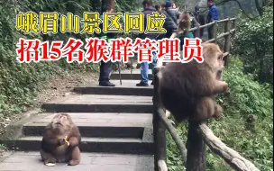 峨眉山景区回应招15名猴群管理员：主要负责饲养和管理猴群