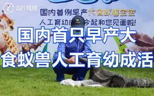 小怪兽迎客啦！国内首只早产大食蚁兽人工育幼成活，已在上海野生动物园公开亮相