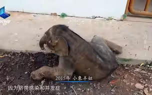 象界“弃婴”，让我们来照顾你！