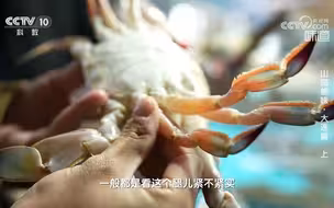 挑选梭子蟹有妙招