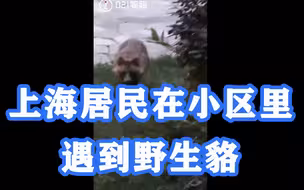 土生土长的“本地人”，上海居民在小区里遇到野生貉