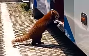 “越狱”失败！小熊猫溜进旅游大巴出逃被捉回