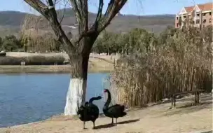 翩翩起舞的黑天鹅
