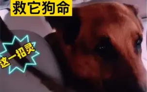 都市报道【村民报警要求击杀流浪德牧！民警用“美人计”救它狗命】