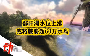 鄱阳湖水位上涨或将威胁超60万水鸟：越冬期环境和食物难保证