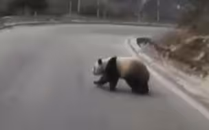 大熊猫横穿马路 村民停车让行