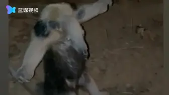 食蚁兽举双爪向消防员要“抱抱”