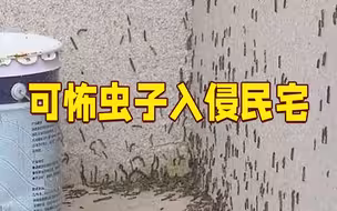 杀100只来300只！可怖虫子入侵民宅 村民心慌慌