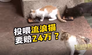男子因投喂流浪猫要赔偿24万？案件即将迎来再审
