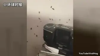 经过南方蟑螂的洗礼之后，来看看美国蟑螂吧~