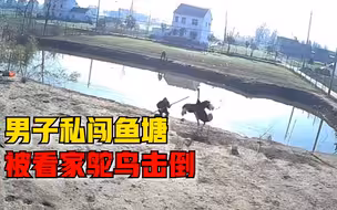男子私闯鱼塘被看家鸵鸟击倒，主人：不认识的人进来它就会攻击