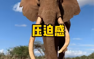 你知道，大象给人的压迫感有多强吗？