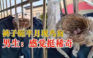 男生裤子晾半月长出鸟窝：还有两颗鸟蛋，感觉挺稀奇