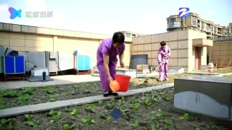 楼顶建起“空中菜园” 员工共享丰收蔬果