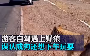 游客自驾遇上野狼，误认成狗还想下车玩耍