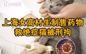 上海女高材生制售药物救绝症猫咪被刑拘，律师解读所涉法律问题