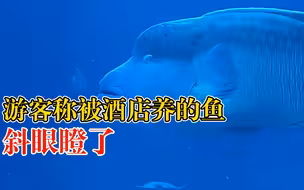 游客称被一条鱼斜眼瞪了，酒店：是苏眉鱼，救助回来的