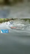 放飞自我！上海一头梅花鹿出逃，在水中呆一个多小时不愿上岸