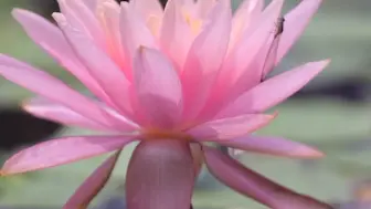 睡莲绽放 好运莲莲