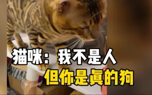 守猫待肉？狗子漂移抢走猫咪食物