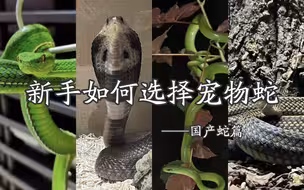 新手怎样选择属于自己的宠物蛇——国产蛇篇