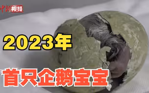 萌翻！2023年上海首只企鹅宝宝诞生