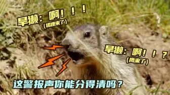 旱獭发出的警报声什么样？