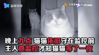 来自喵星人的牵挂！猫咪通宵等主人电话
